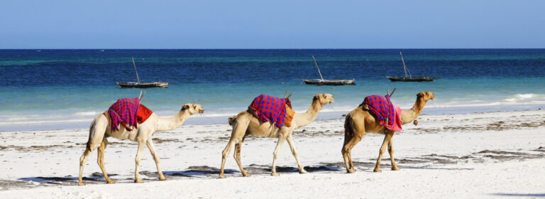 The camel carries its burdens with grace