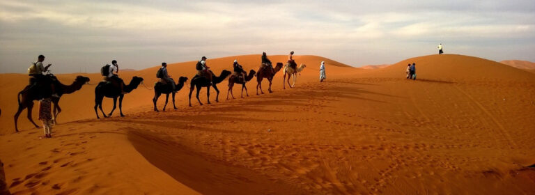 Like a camel, we rise after every storm