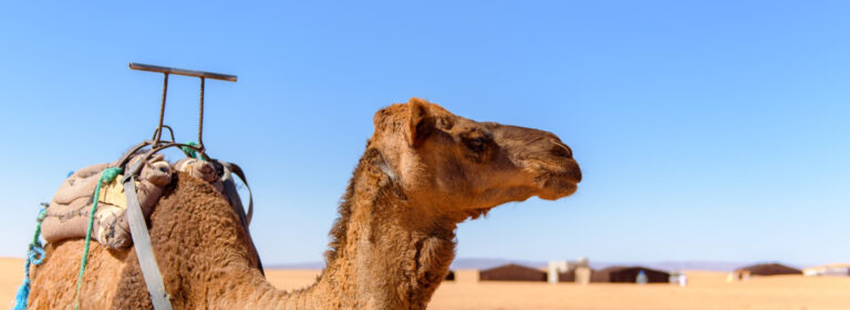 Like the camel, find strength in stillness