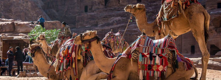 In the desert, the camel is king