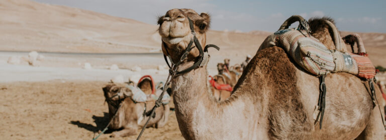 A camel’s strength lies in its quiet endurance